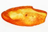 Fossil Beetle (Ptinidae) in Baltic Amber #381266-1